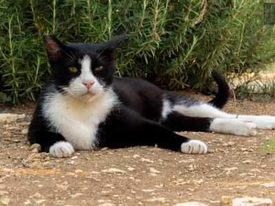 Mentre parliamo ci raggiungono altri gatti: il simpatico Silvestro...